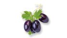 three purple grapes on a vine