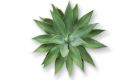 a spiky agave plant from above