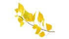 an aspen branch with yellow leaves