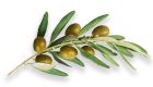 an olive branch
