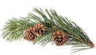 a branch of pine needles and pine cones